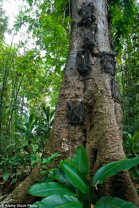 Am anh nghi le an tang tre em trong “mo cay“-Hinh-4